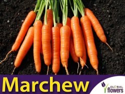 Marchew NANTES 3 Średnio Wczesna (Daucus carota) nasiona XL 100g