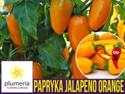 Papryka ostra JALAPENO ORANGE (Capsicum annuum) nasiona