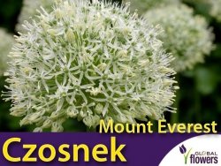 Czosnek mount everest (Allium) CEBULKA 1 szt