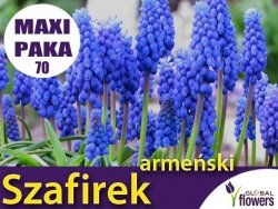 MAXI PAKA 70 szt Szafirek armeński (Muscari) CEBULKI