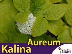 Kalina AUREUM (Viburnum Lantana) Sadzonka C2