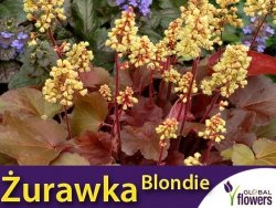 Żurawka Heuchera Little Cutie 'Blondie' (Heuchera) Sadzonka 