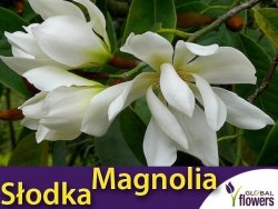 Słodka Magnolia (Michelia doltsopa) nasiona