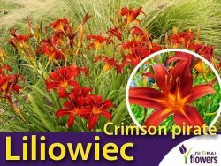 Liliowiec 'Crimson Pirate' (Hemerocallis ) Sadzonka