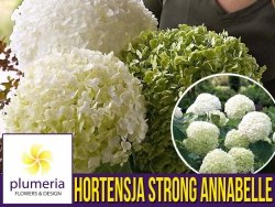 Hortensja drzewiasta 'Strong Annabelle' (Hydrangea arborescens) Sadzonka XL- C5