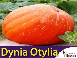 Dynia olbrzymia OTYLIA (Cucurbita pepo) nasiona 4g