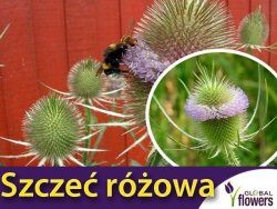 Szczeć różowa (Dipsacus sativus) nasiona 0,5g 