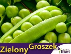 Groch Łuskowy - zielony groszek- TELEFON (Pisum s.) nasiona XXL 500g