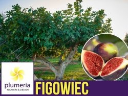 Figowiec karłowy LITTLE MISS FIGGY (Ficus carica) Sadzonka XL-C3