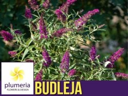 Budleja davidii BUTTERFLY TOWER ®  (Buddleja davidii Tobud1305 ) Sadzonka C5 30-40 