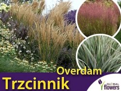 Trzcinnik 'Overdam' (Calamagrostis x acultiflora) Sadzonka