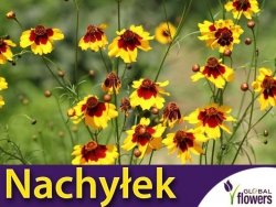 Nachyłek Dwubarwny, mieszanka karłowa (Coreopsis tinctoria) nasiona 0,5 g 