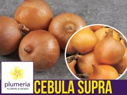 Cebula SUPRA (Allium cepa) nasiona XL 100g