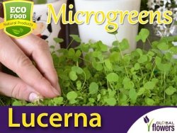 Microgreens - Lucerna siewna 4g