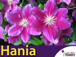 Powojnik wielkokwiatowy HANIA PBR (Clematis) Sadzonka C2