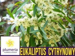 Eukaliptus Cytrynowy (Eucalyptus citriodora) 3 letnia Sadzonka C3