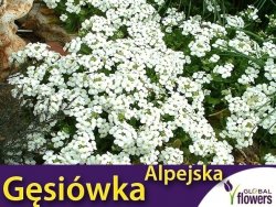 Gęsiówka alpejska biała (Arabis alpina) nasiona 0,3g