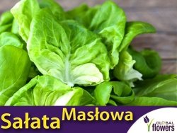 Sałata EWELINA Masłowa Średnio Wczesna ( Lactuca sativa) nasiona 1g