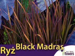 Ryż ozdobny Black Madras (Oryza sativa) nasiona 1g