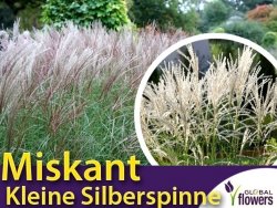 Miskant KLEINE SILBERSPINNE (Miscanthus sinensis) Sadzonka C2