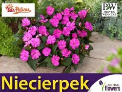 Niezwykły Niecierpek- Impatiens SunPatiens Vigorous Lavender- sadzonka