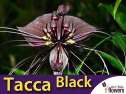 Kwiat Nietoperz Czarny (Tacca Chantrieri ) nasiona