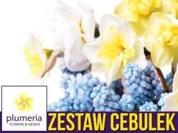 Kompozycja NATURALISTYCZNA (Zestaw Cebulek) CEBULKI