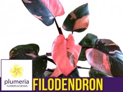 Filodendron PINK PRINCESS (Philodendron) Roślina domowa  P6 - S