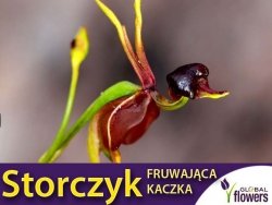 Storczyk Fruwająca Kaczka (Caleana majora)