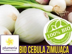 BIO Cebula zimująca TONDO MUSONA nasiona ekologiczne 2g