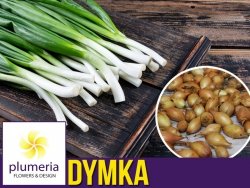  Cebula dymka STURON (14-15 mm) - odmiana wczesna ŻÓŁTA 250g