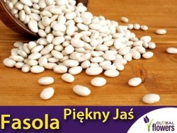 Fasola tyczna PIĘKNY JAŚ (Phaseolus coccineus) nasiona XL 500g