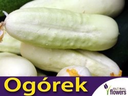 Ogórek WHITE WONDER Biały Konserwowy (Cucumis sativus) nasiona 2g