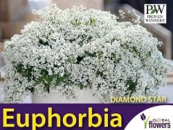 Euphorbia 'Diamond Star' Sadzonka