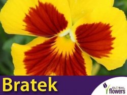 Bratek Szwajcarski Wielkokwiatowy Żółty z ciemnym oczkiem  (Viola wittrockiana fl.pl.) nasiona 0,2g