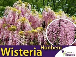 Wisteria kwiecista różowa HONBENI (Wisteria floribunda) Sadzonka C2