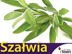 Szałwia Lekarska (Salvia officinalis) nasiona 1g