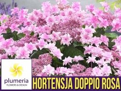 Hortensja ogrodowa DOPPIO ROSA ( Hydrangea macrophylla ) Sadzonka C3