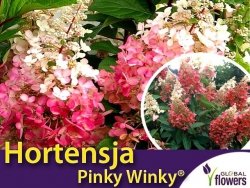 Hortensja Bukietowa PINKY WINKY (Hydrangea paniculata) Sadzonka C3/C5