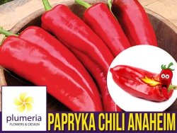 Papryka Chili ANAHEIM (Capsicum annuum) nasiona 0,15g