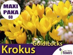 MAXI PAKA 60 szt Krokus 'GoldiLocks' (Crocus sieberi) CEBULKI