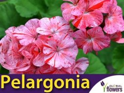 Pelargonia Raspbery Ripple (Pelargonium x hortorum) nasiona 0.03g