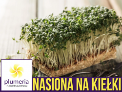 Nasiona na Kiełki - Rukola - nasiona 10g