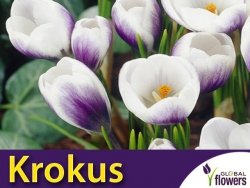 Krokus 'Prins Claus' (Crocus) CEBULKI 10 szt.