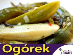 Ogórek BORUS F1 Do Kwaszenia (Cucumis sativus) nasiona 5g