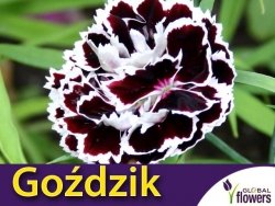 Goździk Chianti  (Dianthus chinensis)  nasiona 0,1g