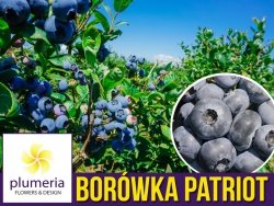 Borówka Amerykańska PATRIOT Sadzonka 2-letnia 30-50 cm C1