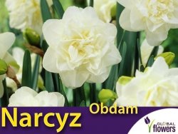 Narcyz pełny 'Obdam' (Narcissus) CEBULKI 4 szt.