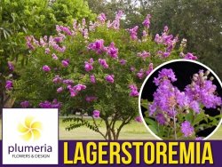 Lagerstroemia PETITE ORCHID kwitnie 120 dni (Lagerstroemia indica) Sadzonka XL-C5