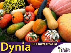 Dynia ozdobna BRODAWKOWATA mieszanka (Cucurbita pepo) nasiona 1,5g